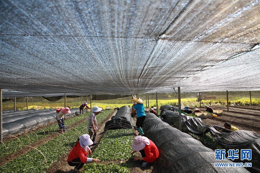 （新華全媒頭條&middot;決戰(zhàn)決勝脫貧攻堅(jiān)&middot;督戰(zhàn)未摘帽貧困縣&middot;圖文互動(dòng)）（7）不獲全勝，決不收兵&mdash;&mdash;全國(guó)52個(gè)掛牌督戰(zhàn)貧困縣脫貧攻堅(jiān)紀(jì)實(shí)