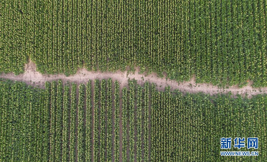 (新華全媒頭條·圖文互動(dòng))(4)為現(xiàn)代農(nóng)業(yè)探新路——來(lái)自吉林梨樹的田野報(bào)告
