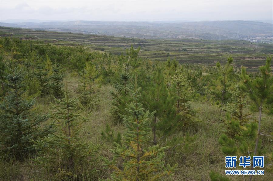 （決戰(zhàn)決勝脫貧攻堅(jiān)&middot;圖文互動(dòng)）（1）甘肅定西黃土高坡上，有片&ldquo;福州林&rdquo;