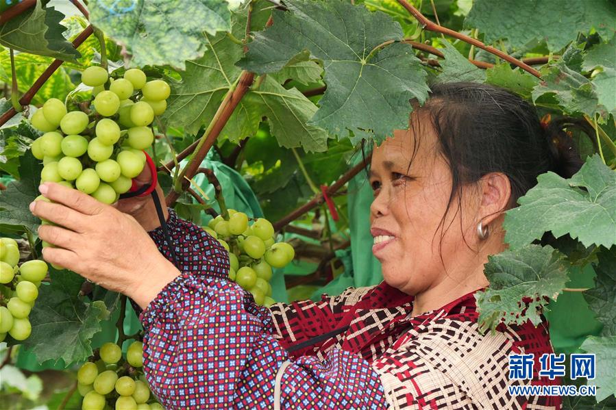 （決戰(zhàn)決勝脫貧攻堅(jiān)&middot;圖文互動(dòng)）（2）同飲一江水 攜手&ldquo;斬窮根&rdquo;&mdash;&mdash;深圳對(duì)口廣西河池、百色扶貧協(xié)作見聞