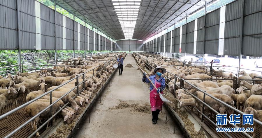 （決戰(zhàn)決勝脫貧攻堅(jiān)&middot;圖文互動(dòng)）（5）同飲一江水 攜手&ldquo;斬窮根&rdquo;&mdash;&mdash;深圳對(duì)口廣西河池、百色扶貧協(xié)作見聞