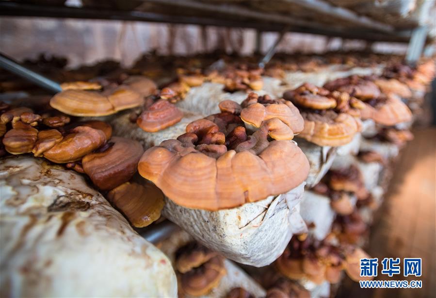 （新華全媒頭條&middot;走向我們的小康生活&middot;圖文互動）（4）特殊之年，荊楚大地書寫不平凡的答卷