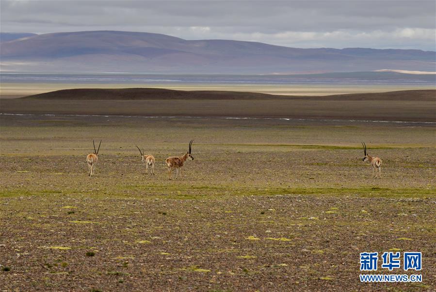 (新華全媒頭條·走向我們的小康生活·決戰(zhàn)決勝脫貧攻堅(jiān)·圖文互動)(4)兩次遷徙“搬窮”記——海拔最高縣雙湖的“戰(zhàn)貧故事”