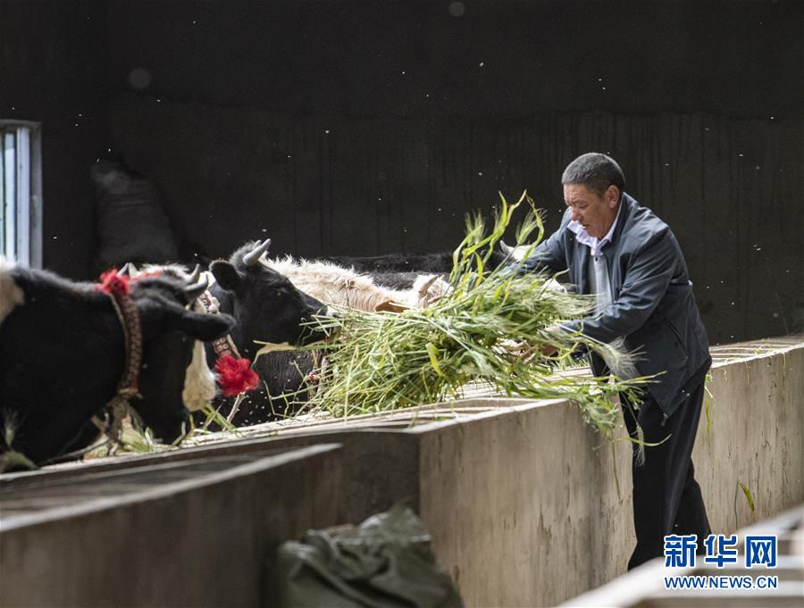 (走向我們的小康生活·圖文互動)(3)“無煙村”的新追求——西藏新時代文明鄉(xiāng)村成長記