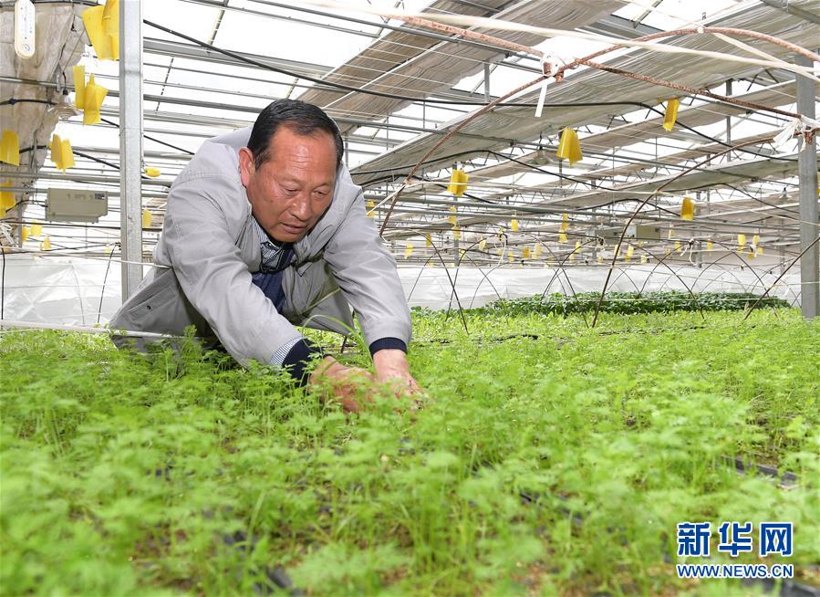 （走向我們的小康生活&middot;決戰(zhàn)決勝脫貧攻堅(jiān)&middot;圖文互動(dòng)）（1）高原喜見(jiàn)&ldquo;壽光綠&rdquo;&mdash;&mdash;&ldquo;世界屋脊&rdquo;上的蔬菜發(fā)展奇跡