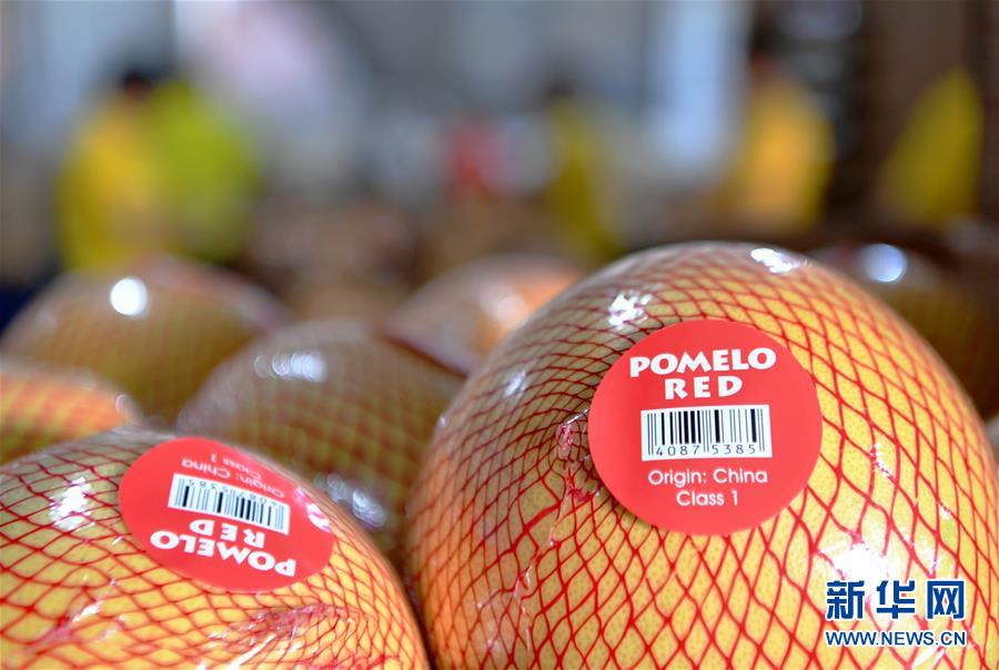 （圖文互動(dòng)）（3）&ldquo;中國(guó)柚都&rdquo;的脫貧&ldquo;蜜&rdquo;碼