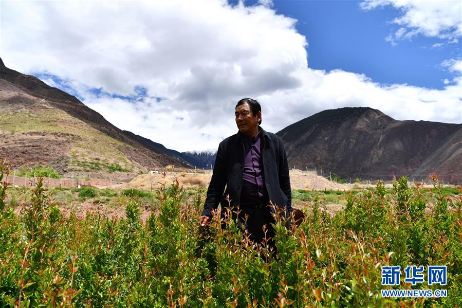 （西藏昌都解放70周年&middot;圖文互動）（4）&ldquo;我有一個植樹夢&rdquo;&mdash;&mdash;扎西旺堆和他的&ldquo;綠色家園&rdquo;