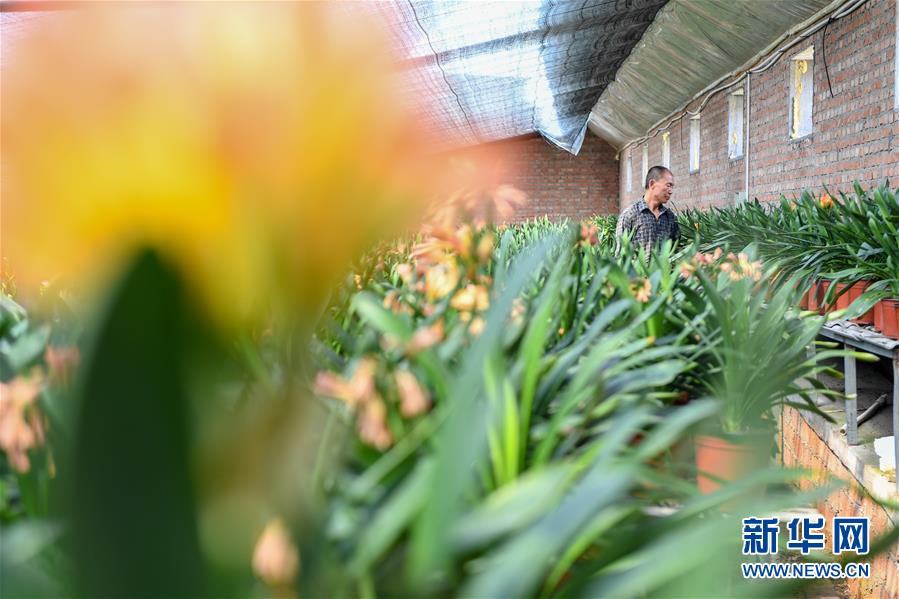 (決戰(zhàn)決勝脫貧攻堅(jiān)·圖文互動)(1)君子蘭在脫貧攻堅(jiān)戰(zhàn)場上“綻放”