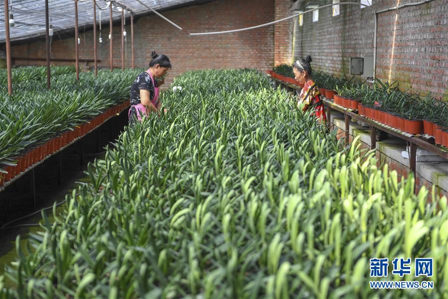 (決戰(zhàn)決勝脫貧攻堅(jiān)·圖文互動)(2)君子蘭在脫貧攻堅(jiān)戰(zhàn)場上“綻放”