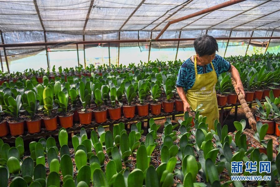 (決戰(zhàn)決勝脫貧攻堅(jiān)·圖文互動)(3)君子蘭在脫貧攻堅(jiān)戰(zhàn)場上“綻放”