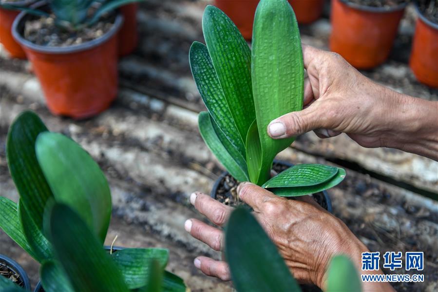 (決戰(zhàn)決勝脫貧攻堅(jiān)·圖文互動)(4)君子蘭在脫貧攻堅(jiān)戰(zhàn)場上“綻放”