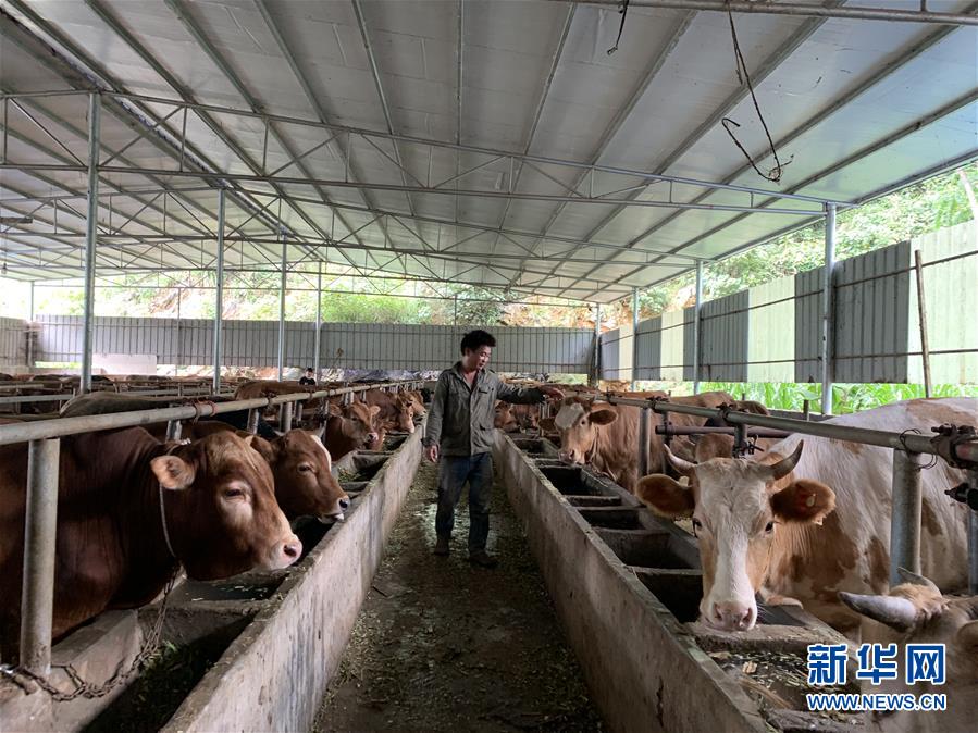 (新華全媒頭條·圖文互動)(3)決戰(zhàn)千山萬弄間——廣西“極貧角落”最后攻堅記