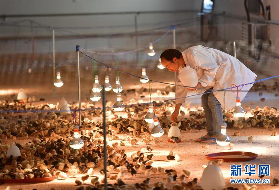 (新華全媒頭條·圖文互動)(9)決戰(zhàn)千山萬弄間——廣西“極貧角落”最后攻堅記