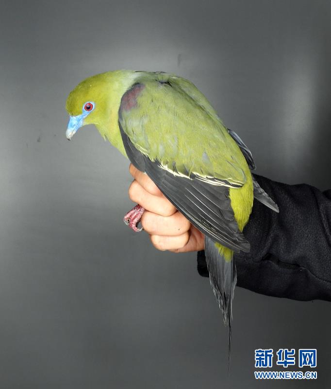 (圖文互動)(3)云南無量山發(fā)現(xiàn)白腹針尾綠鳩