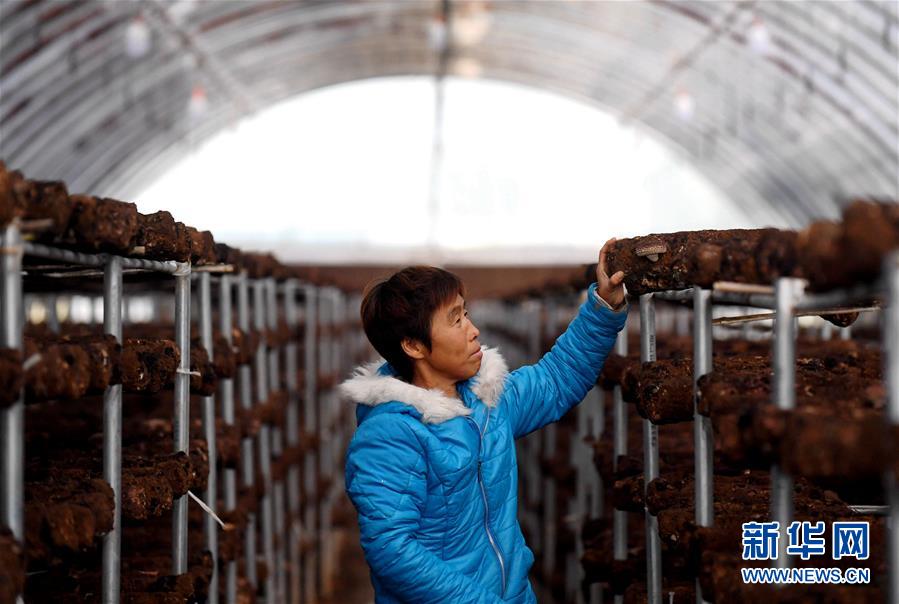 （決戰(zhàn)決勝脫貧攻堅(jiān)&middot;圖文互動(dòng)）（8）17代人追逐的夢想實(shí)現(xiàn)了&mdash;&mdash;記冀南平原劉秋口村變遷 