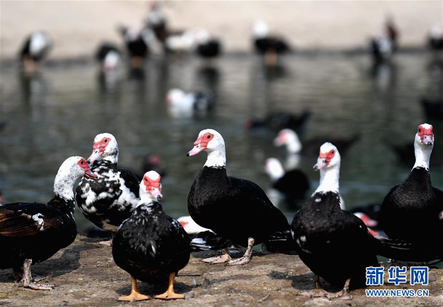 （決戰(zhàn)決勝脫貧攻堅(jiān)&middot;圖文互動(dòng)）（6）17代人追逐的夢想實(shí)現(xiàn)了&mdash;&mdash;記冀南平原劉秋口村變遷 