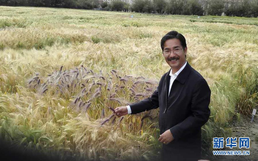 （新華全媒頭條&middot;圖文互動(dòng)）（3）愿做高原一粒種 化作金穗撒人間&mdash;&mdash;追記我國(guó)青稞研究專家尼瑪扎西