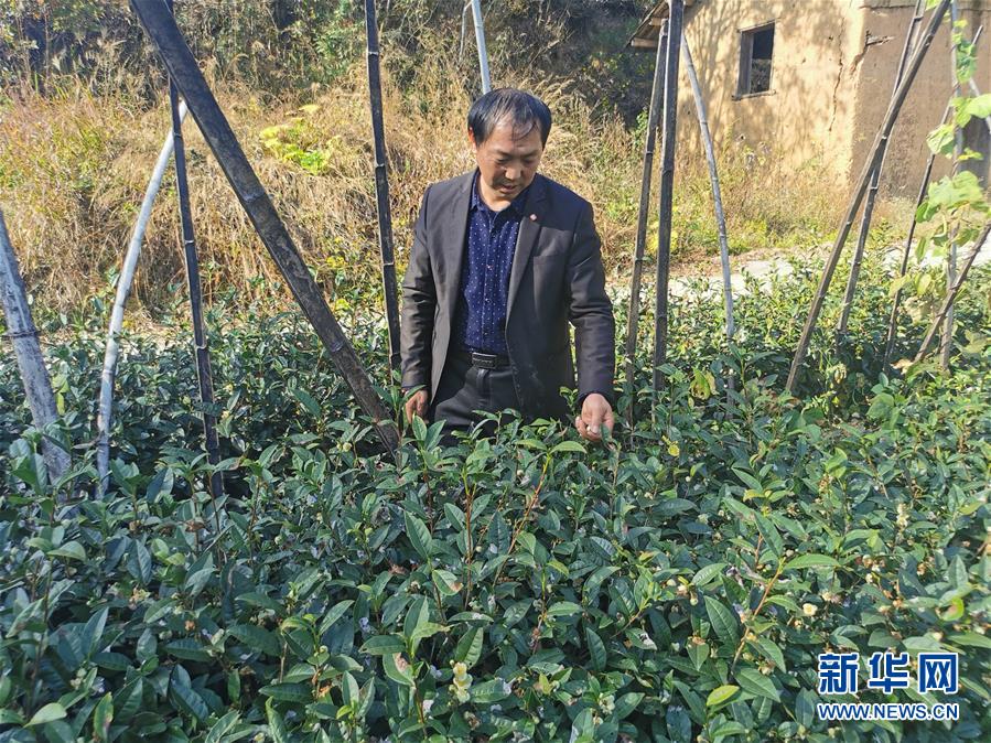 (決戰(zhàn)決勝脫貧攻堅(jiān)·圖文互動)(2)咬定“茶”山不放松——安徽大別山區(qū)石佛村依靠茶產(chǎn)業(yè)脫貧致富見聞
