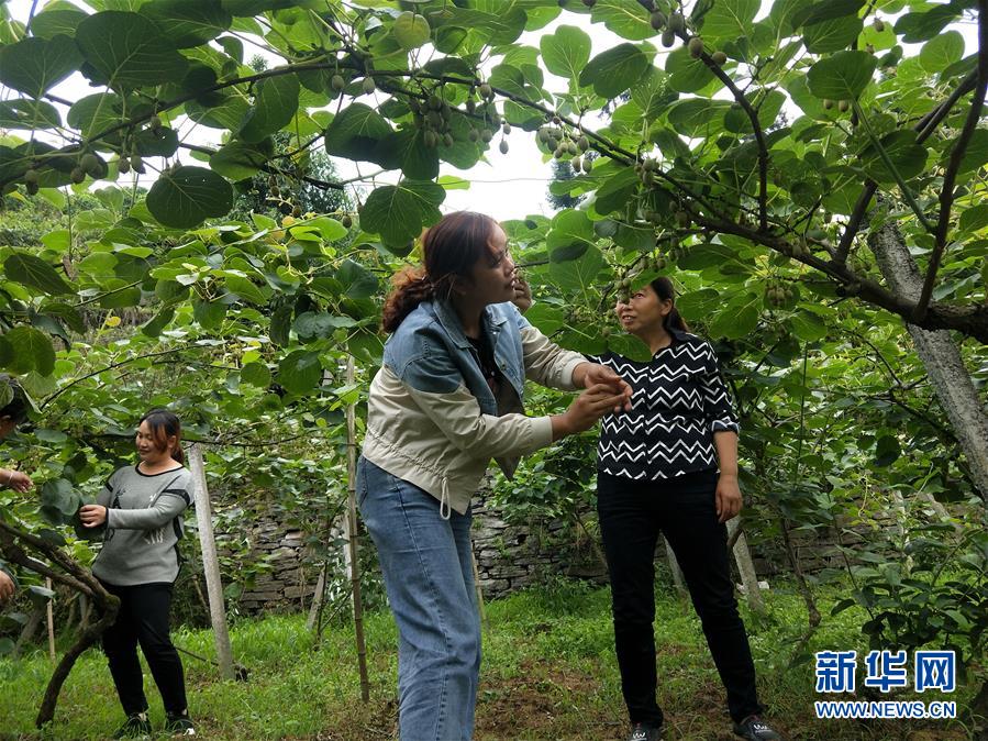 （新華全媒頭條&middot;圖文互動(dòng)）（10）初夏，循著總書(shū)記的腳步探訪產(chǎn)業(yè)扶貧新事