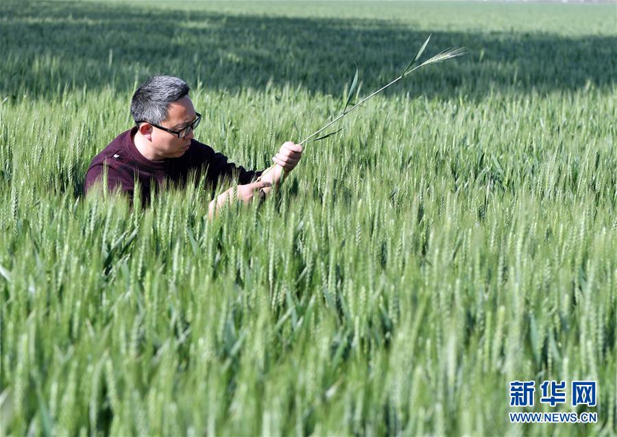 （在習(xí)近平新時(shí)代中國(guó)特色社會(huì)主義思想指引下&mdash;&mdash;新時(shí)代新作為新篇章&middot;習(xí)近平總書(shū)記關(guān)切事&middot;圖文互動(dòng)）（5）新農(nóng)事、新希望&mdash;&mdash;夏收前田間新動(dòng)態(tài)掃描