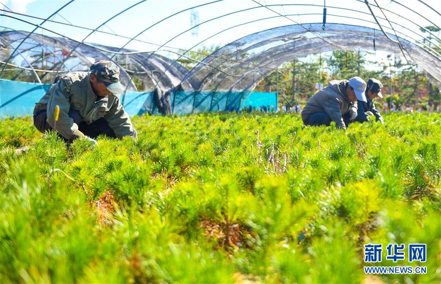 （在習(xí)近平新時代中國特色社會主義思想指引下&mdash;&mdash;新時代新作為新篇章&middot;習(xí)近平總書記關(guān)切事&middot;圖文互動）（8）綠意，在黃沙中鋪展&mdash;&mdash;我國防沙治沙紀(jì)實