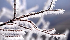 貴州樹木開冰花 遠(yuǎn)望似&ldquo;千樹萬(wàn)樹梨花開&rdquo;