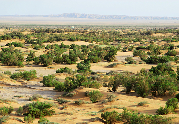 【長篇通訊】塞罕壩，京城綠色屏障的前世今生