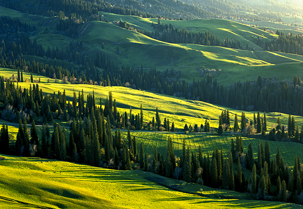 【長篇通訊】塞罕壩，京城綠色屏障的前世今生