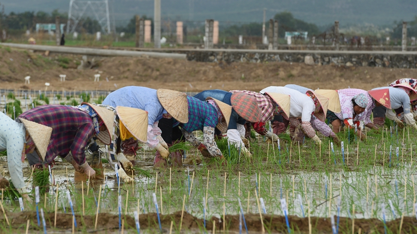 海南農(nóng)墾:農(nóng)業(yè)“國(guó)家隊(duì)”打贏改革“翻身仗”
