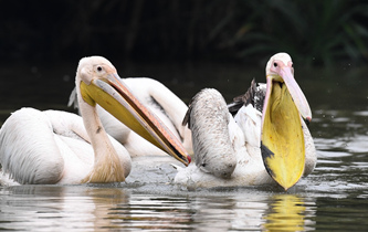 白鵜鶘&ldquo;作客&rdquo;?？? />  
<div>白鵜鶘“作客”?？?/div>
</a>
<a href=