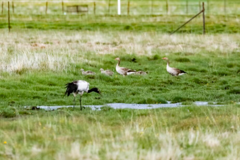 雪山草地展新貌&mdash;&mdash;四川阿壩州脫貧奔小康紀(jì)實