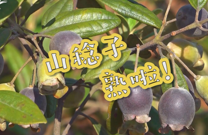 走向我們的小康生活丨山稔子熟啦！