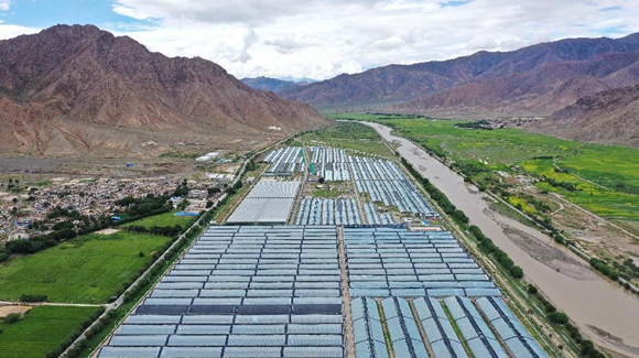 高原喜見&ldquo;壽光綠&rdquo;