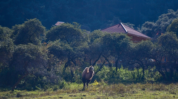 青?？柎澹?ldquo;光棍村&rdquo;的華麗轉(zhuǎn)身