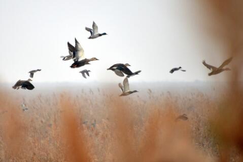 黃河三角洲的鳥兒&ldquo;話事人&rdquo;