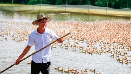 金黃滿塘樂(lè)開懷