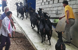 華能?？陔姀S：脫貧攻堅(jiān)齊心力 貧困鄉(xiāng)村煥新顏