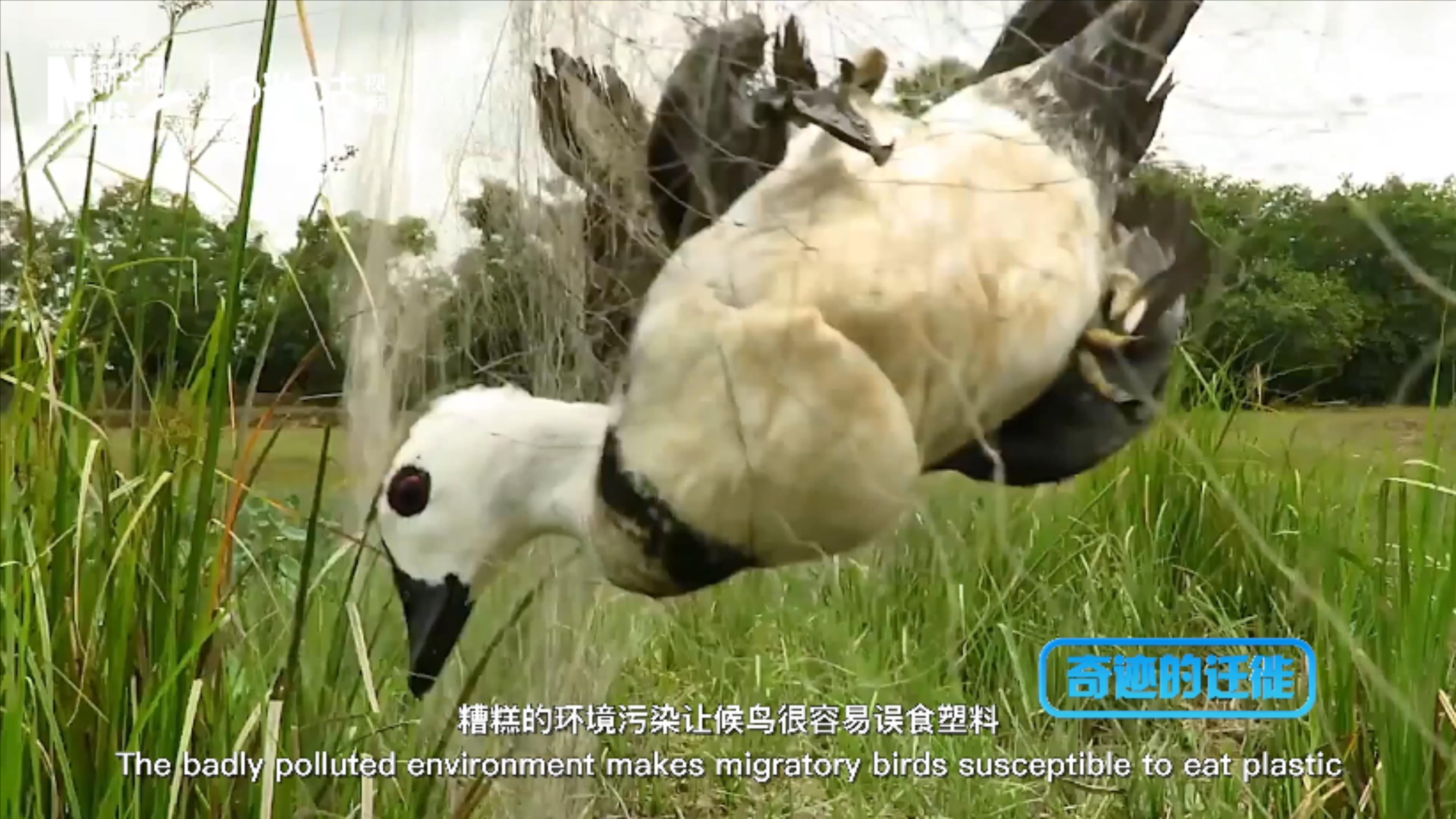 棲息地減少、環(huán)境污染、捕殺正威脅著候鳥(niǎo)的生存