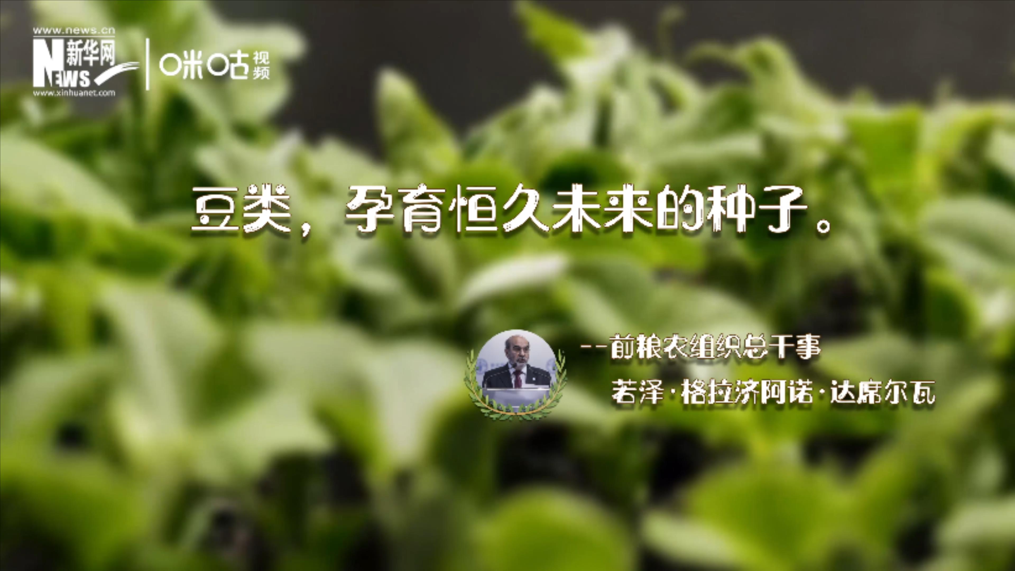 豆類，孕育恒久未來的種子