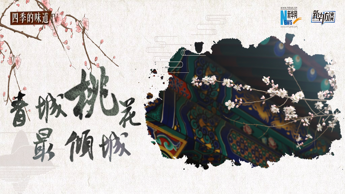 青城桃花最&ldquo;傾城&rdquo;