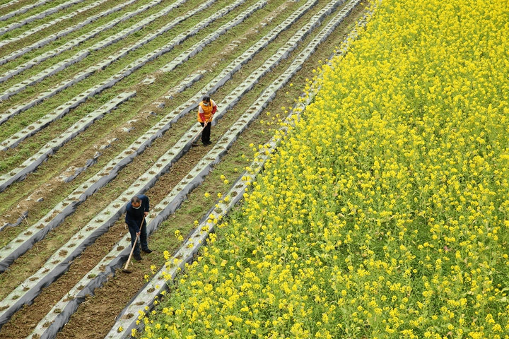 新華社評論員:防疫不誤農(nóng)時，固本首在&ldquo;三農(nóng)&rdquo;