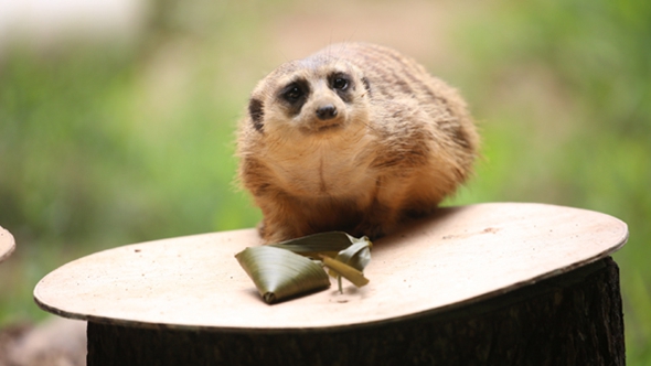 歡樂(lè)&ldquo;粽&rdquo;動(dòng)員！小動(dòng)物們吃上了&ldquo;專(zhuān)屬&rdquo;粽子