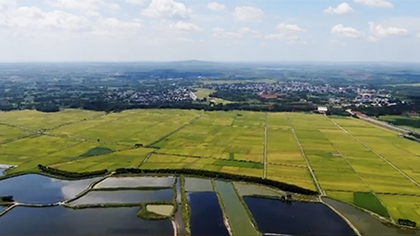 航拍&ldquo;粵西糧倉&rdquo;雷州東西洋 早造水稻長勢喜人