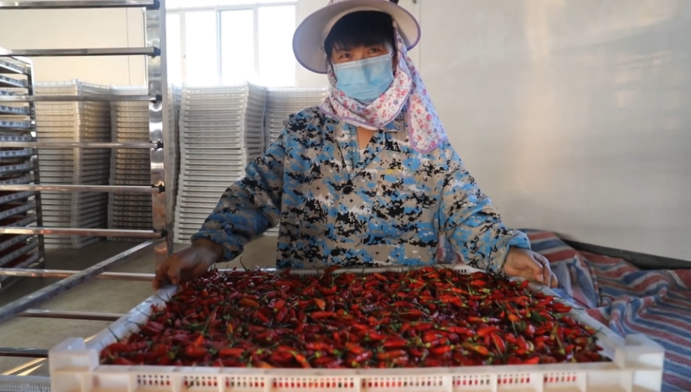 你怎么&ldquo;辣&rdquo;么好看！小辣椒映紅脫貧路