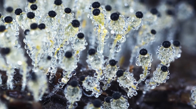 太美了！90后姑娘拍下微觀菌類世界