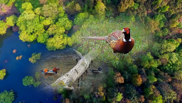 世界地球日丨神奇珍稀動(dòng)物在哪里？車八嶺國(guó)家級(jí)自然保護(hù)區(qū)走一波