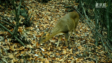 呆萌可愛！國家三有保護動物小麂現(xiàn)身重慶陰條嶺