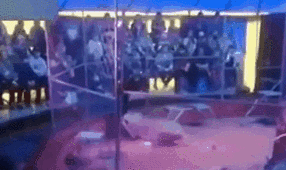 驚險(xiǎn)！ 俄馴獸師遭失控獅子撲咬