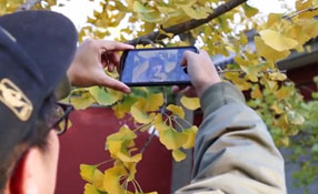 拯救你的拍照技術(shù)！五招用手機拍出唯美銀杏照