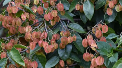 云南：&ldquo;植物活化石&rdquo;滇桐研究保護初見成效